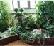 Фотография в Домашние животные Растения Зеленая ноль три Уход лечение пересадка комнатных в Красноярске 400