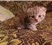 Скоттиш фолд и страйт 1048354 Скоттиш фолд фото в Кириши