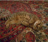 Фото в Домашние животные Вязка Ухоженный котик цвета Хаки! Королевских кровей!По в Таганроге 0