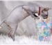 Начинают искать новую семью мальчиши канадского сфинкса, рождённые 26 июня 2010г, Голорожденные, М 69317  фото в Ростове-на-Дону