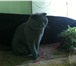 Фото в Домашние животные Вязка Шотландский вислоухий кот голубого окраска в Туле 2 000