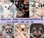 Щенята маленьких пород 4274532 Чихуахуа фото в Кинешма