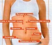 Изображение в Красота и здоровье Массаж Висцеральный массаж живота в Уфе. Сертификат. в Уфе 1 000