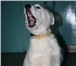 Изображение в Домашние животные Отдам даром Чудесный белый пес ищет самого лучшего хозяина. в Новосибирске 0