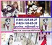 Белые и чёрно-белые щеночки хаски 3435786 Сибирский хаски фото в Архангельске
