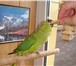 Фото в Домашние животные Птички Продаються молодые ожереловые говорящщие в Старом Осколе 7 000