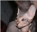 Питомник Don Vivern открыл запись на котят Голые котята донского сфинкса от папы Чемпиона Мира W 69179  фото в Омске