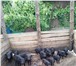 Фотография в Домашние животные Другие животные Продаю домашних свинок уже достигших возраста в Электрогорске 3 000