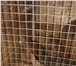 Фотография в Домашние животные Грызуны Крольчата породы новозеландские красные, в Москве 500