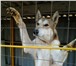 Фотография в Домашние животные Вязка собак Представляем для вязки отличного кабеля породы в Краснодаре 5 000