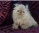 Персидский котенок, очаровательная гималайская девочка, экстремал, возраст 2 месяца, окрас – бл 69550  фото в Москве