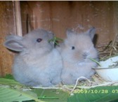 Фотография в Домашние животные Грызуны Продаются карликовые  крольчата Порода кар в Усть-Лабинск 600