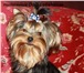 Питомник Долл-Лайкхаус предлагает щенка йоркширского терьера , Мальчик мини 6, 5 мес очен 65079  фото в Москве