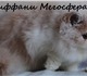 Продается роскошная персидская кошечка Т