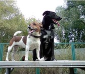 Foto в Домашние животные Услуги для животных Предлагается передержка для некрупной собаки в Москве 300