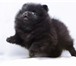 Изображение в Домашние животные Вязка собак АРХАНГЕЛЬСКНемецкий малый шпиц открыт для в Архангельске 5 000