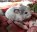 Фотография в Домашние животные Грызуны возраст 3 месяца, пол мужской в Ижевске 3 800