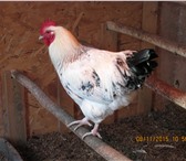 Foto в Домашние животные Птички Молодые петухи продаются. в Туле 500