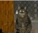 Изображение в Домашние животные Потерянные Пропал кот по кличке Тамик. Кастрированный. в Камешково 2 500