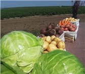 Фото в Прочее,  разное Разное Где купить свежие овощи в зимние холода? в Москве 18
