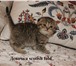 Раздаются премиум-котята от заводчика 1556167 Скоттиш фолд фото в Дмитрове