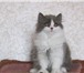 Продаются Британские котята 4372235 Британская длинношерстная фото в Санкт-Петербурге