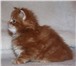 Питомник Стар Гелакси предлагает к продаже породных, крупных котят мейн-куна, мальчики и девочка, 69312  фото в Москве