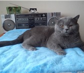 Фотография в Домашние животные Вязка Голубой британский котик приглашает кошечек в Москве 0