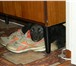 Изображение в Домашние животные Отдам даром Ищет дом очаровательный и очень умный щенок! в Воркута 5