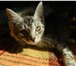 Изображение в Домашние животные Отдам даром Уважаемые друзья, маленьким котятам срочно в Москве 0
