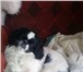 Фото в Домашние животные Вязка собак Кобель пекинеса,  окрас черно-белый,  возраст в Мурманске 10
