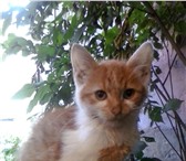Фото в Домашние животные Отдам даром Маленький рыжий котенок ищет дом. Там где в Рязани 0