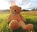 Фотография в Для детей Детские игрушки Плюшевый медведь - 2 метра в Петрозаводске 3 999
