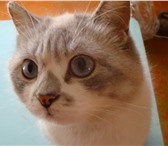 Изображение в Домашние животные Найденные весной найдена сиамская кошечка с голубыми в Яранск 0