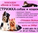 Фото в Домашние животные Услуги для животных Зоосалон "Боня и Соня" приглашает собак и в Краснодаре 500