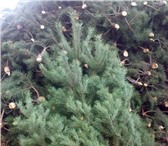 Foto в Прочее,  разное Разное Сегодня, большой популярностью пользуется в Саратове 250