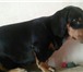 Фотография в Домашние животные Вязка собак Предлагаю для вязки кобелька 6 лет. Парода в Омске 0