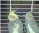 Изображение в Домашние животные Птички Продаю двух замечательных попугаев корелл в Улан-Удэ 7 000