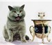 Фотография в Домашние животные Вязка Британский кот ,Gr. In. Ch , голубого окраса: в Мытищах 3 000
