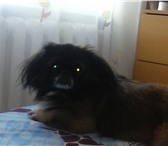 Фото в Домашние животные Потерянные Пропала собака.Породы пекинес, кабель. В в Магнитогорске 0