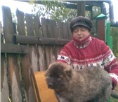 Продается щенок кавказской овчарки с родословной, возраст 3, 5 мес, обращаться по тел, 89058418500 67635  фото в Оренбурге