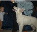 Foto в Домашние животные Потерянные Потерялась белая овчарка,  девочка,  8 месяцев в Челябинске 0