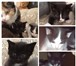 Изображение в Домашние животные Отдам даром 4 чудных котенка ищут дом! Отдадим только в Красноярске 5
