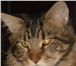 Фото в Домашние животные Вязка Чемпион вязокМолодой красавец кот из Липецкого в Воронеже 2 500