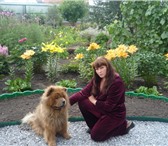 Foto в Домашние животные Услуги для животных Предлагаются услуги опытного инструктора в Новосибирске 1 300