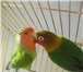 Изображение в Домашние животные Птички Продам домашних любимцем. Продаю двух попугаев в Хабаровске 27 000