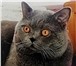 Foto в Домашние животные Вязка Красивый шотландский кот с опытом ждет на в Москве 2 000