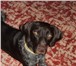 Изображение в Домашние животные Вязка собак Собака Курцхаар (3 года,  кобель породистый, в Волгограде 0