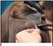 Фото в Красота и здоровье Салоны красоты Наращиваю волосы не дорого-итальянское горячее в Улан-Удэ 2 500