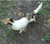 Фотография в Домашние животные Вязка собак предлагаем для вязки чихуахуа лаки (мальчик) в Нелидово 0